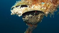 500 Moule (Mytilus galloprovincialis)